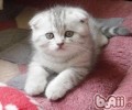 怎么练习猫咪在固定的当地睡觉