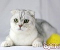 怎么改动猫咪夜游的习气