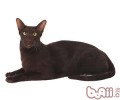 哈瓦那猫的练习注意事项有哪些