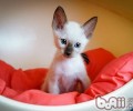 怎么不让猫咪乱抓乱咬