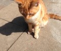 猫咪是不是真的很难练习