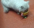 猫咪是不是真的很难练习