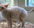 教会柯尼斯卷毛猫与其他动物共处