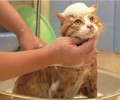怎样练习猫不怕水