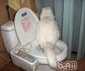 怎样诱导猫咪排便