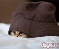 猫咪不听话该怎么应对