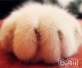 怎么纠正猫咪咬人抓人的行为