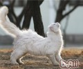 练习猫咪六大准则