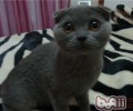 怎么练习猫咪不跳床