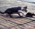 怎样教会猫咪抓老鼠
