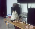 怎么练习猫不上桌子