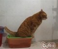 怎么练习宠物猫咪运用厕所