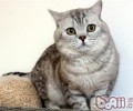 教会猫咪定点分泌的办法