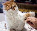 四个猫咪喜爱的游戏