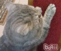 怎么避免猫咪抓墙
