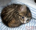 怎么纠正猫咪圈地行为