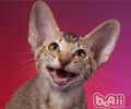 怎么阻止猫咪乱抓人的现象
