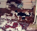 练习猫咪不损坏家具的办法
