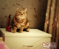 怎么阻止猫咪喷液的行为
