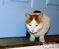怎么练习猫咪运用猫洞