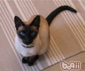 怎么让暹罗猫更听话