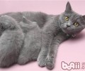 猫咪练习中常常会呈现的错误观念