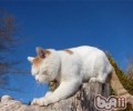 改正猫咪不良行为的办法