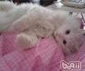 怎么撤销猫咪的爱心叫醒