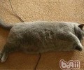 什么情况下猫咪需求瘦身