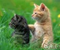 进步猫咪“社交能力”的办法