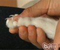 猫咪忽然抓人的原因剖析