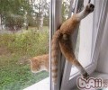 改正猫咪反常狡猾的办法