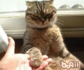 教会挪威森林猫和人握手的办法