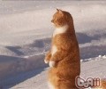 怎么练习猫咪站起来接食物
