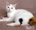 日本短尾猫训练方法