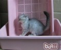 猫咪应何时开端练习运用猫砂？