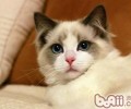 练习布偶猫简单吗