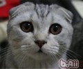 小猫深夜打扰咱们怎么办？