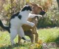 怎么让宠物猫灵巧听话