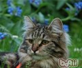 西伯利亚猫动作练习技巧