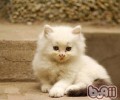 怎么让猫咪养成杰出的便溺习气