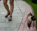 练习猫咪和你一同漫步