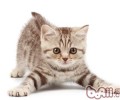让猫猫学会听话