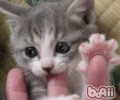 猫咪喜爱咬主人手指怎么办？