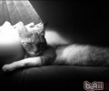 主人不在家，怎么让猫咪学会独处
