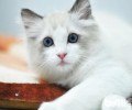 猫咪练习有技巧