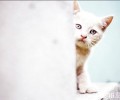 猫咪脾气欠好怎么办