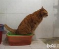 练习猫咪不要随地大小便的办法