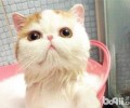 什么原因导致猫咪随地大小便