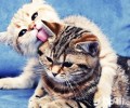 猫咪两岁还能练习吗